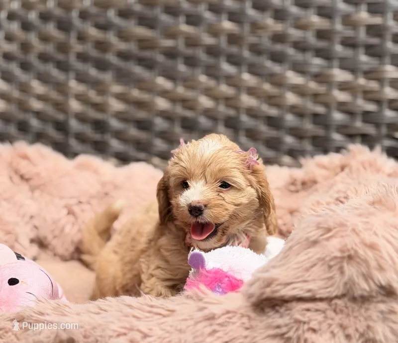 Nina – Miniature Goldendoodle puppy for sale in Orlando, FL