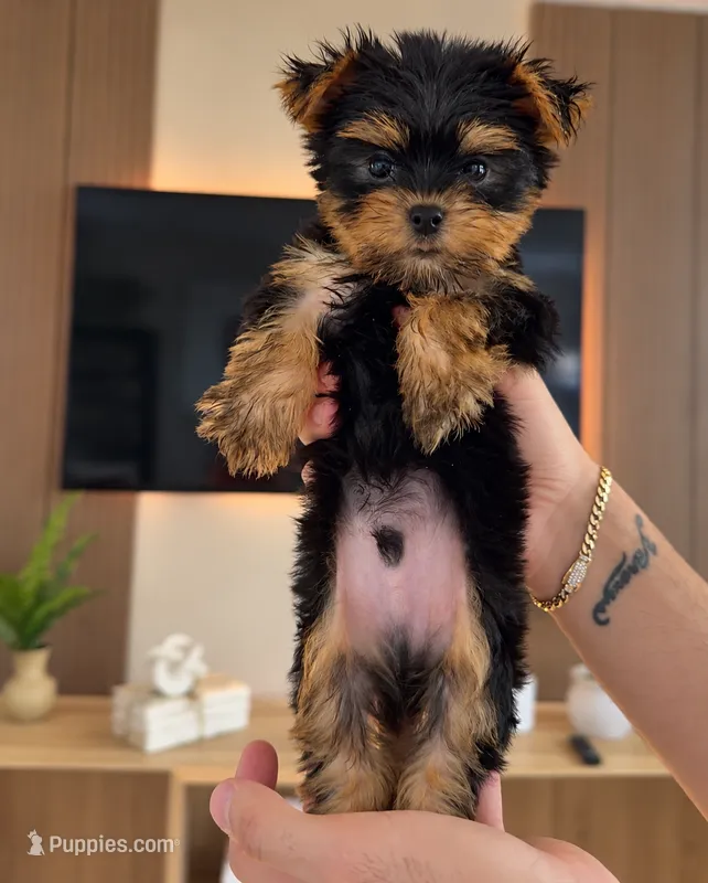 Cofee – Yorkshire Terrier puppy for sale in Orlando, FL