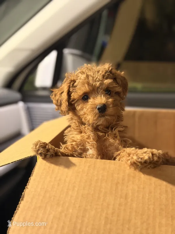 Tini – Poodle - Toy  puppy for sale in Spring Hill, FL