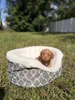 Ducke , a male Miniature Goldendoodle for sale in Orlando, FL – 6 of 6