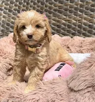 Nina, a female Miniature Goldendoodle for sale in Hialeah, FL – 2 of 4