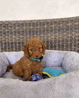 Ducke , a male Miniature Goldendoodle for sale in Hialeah, FL – 2 of 4