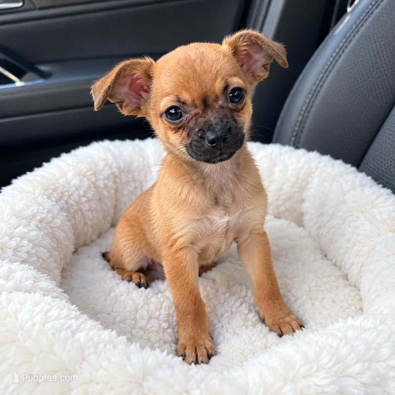 Lucas🧡 – Chihuahua puppy for sale in Spring Hill, FL