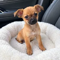 Lucas🧡, a male Chihuahua for sale in Spring Hill, FL – 1 of 1