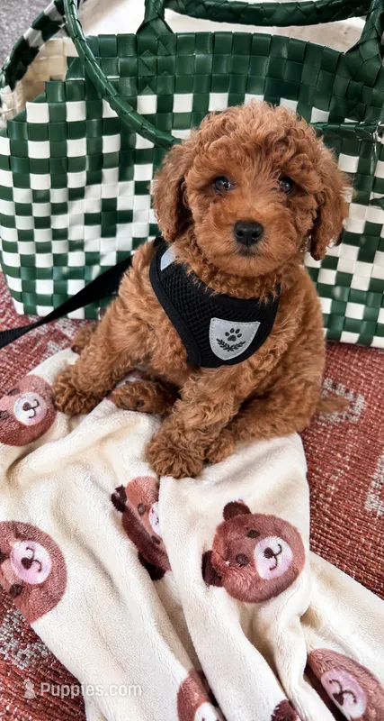 Teddy❤️‍🔥 – Poodle - Toy  puppy for sale in Spring Hill, FL