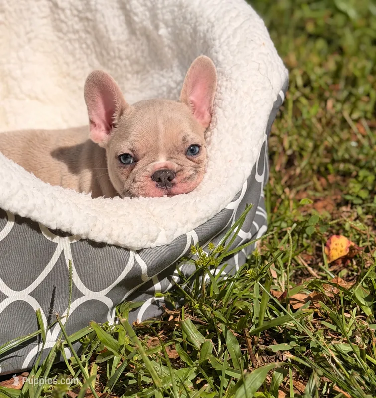 Danger  – French Bulldog puppy for sale in Orlando, FL