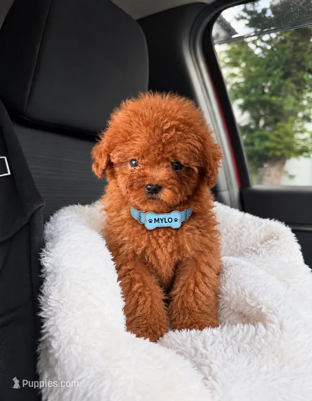 Teacup ☕️ Mylo – Poodle - Toy  puppy for sale in Spring Hill, FL