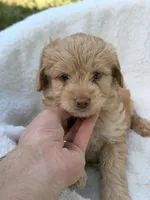 Bella, a female Miniature Goldendoodle for sale in Orlando, FL – 3 of 3