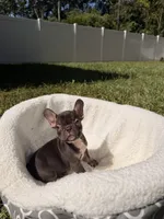Leon, a male French Bulldog for sale in Orlando, FL – 8 of 8