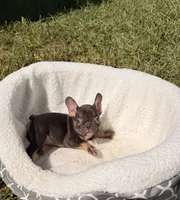 Leon, a male French Bulldog for sale in Orlando, FL – 5 of 8