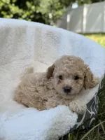 Teo, a male Miniature Goldendoodle for sale in Orlando, FL – 3 of 4