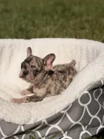 Teddy, a male French Bulldog for sale in Orlando, FL – 2 of 6