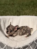 Teddy, a male French Bulldog for sale in Orlando, FL – 3 of 6