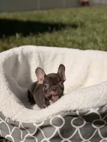 Leon, a male French Bulldog for sale in Orlando, FL – 1 of 8