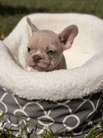 Danger , a male French Bulldog for sale in Orlando, FL – 3 of 5
