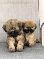 Lissy🤎, a female Shih Tzu for sale in Spring Hill, FL – 2 of 3