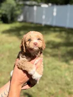 Nina, a female Miniature Goldendoodle for sale in Orlando, FL – 2 of 7