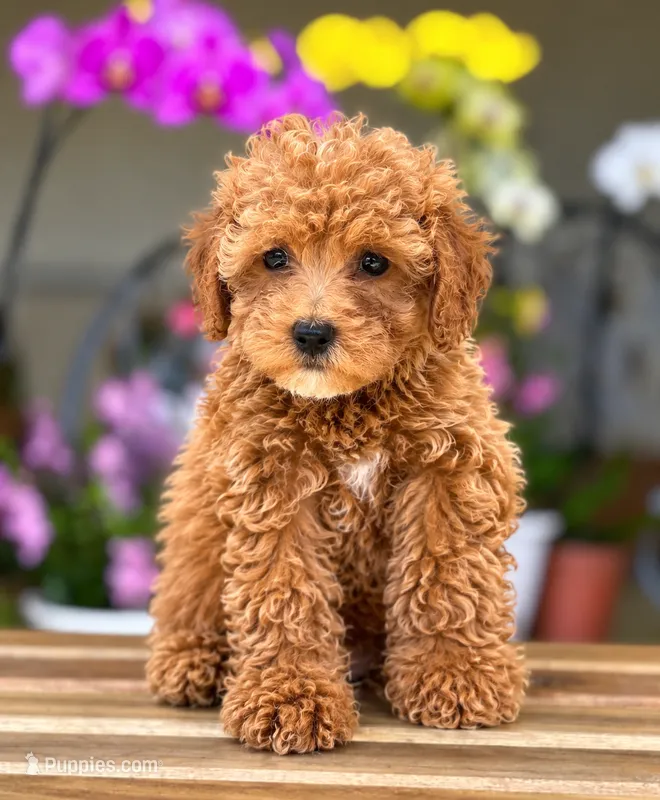 Teddy❤️‍🔥 – Poodle - Toy  puppy on hold in Spring Hill, FL