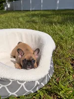 Lucas, a male French Bulldog for sale in Orlando, FL – 1 of 1