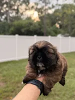 Cofee, a male Shih Tzu for sale in Orlando, FL – 3 of 3