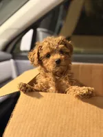 Tini, a female Poodle - Toy  for sale in Spring Hill, FL – 2 of 4
