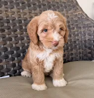 Beautiful green eyes 💖, a female Miniature Goldendoodle for sale in Orlando, FL – 2 of 5