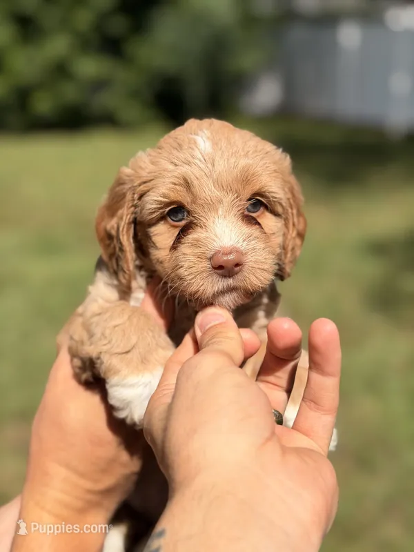 Nina – Miniature Goldendoodle puppy for sale in Orlando, FL
