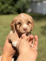 Nina, a female Miniature Goldendoodle for sale in Orlando, FL – 1 of 7