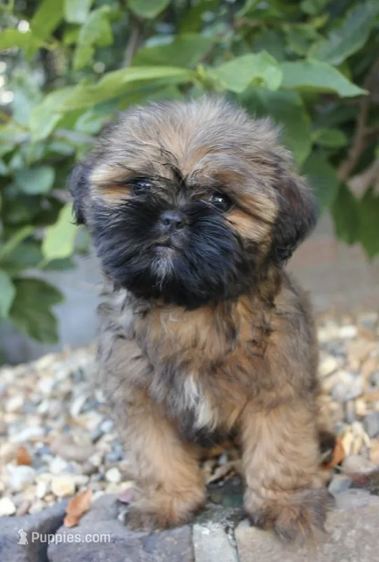 Lissy🤎 – Shih Tzu puppy for sale in Spring Hill, FL