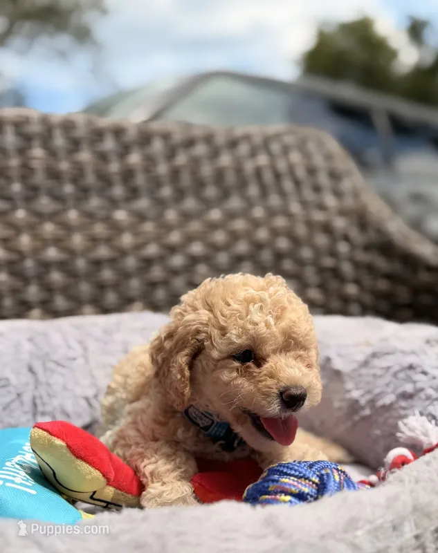 Teo – Miniature Goldendoodle puppy for sale in Orlando, FL