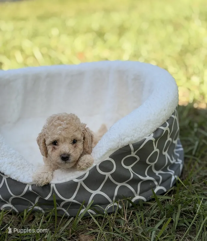 Teo – Miniature Goldendoodle puppy for sale in Orlando, FL