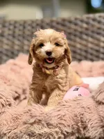 Nina, a female Miniature Goldendoodle for sale in Hialeah, FL – 4 of 4