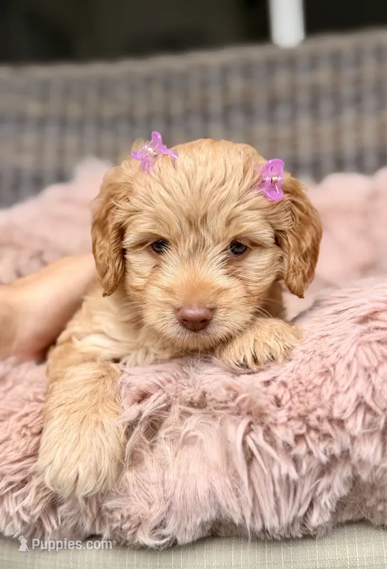 Bella – Miniature Goldendoodle puppy for sale in Orlando, FL
