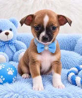 Tito, a male Chihuahua for sale in Orlando, FL – 1 of 1