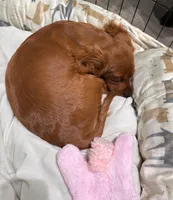 Bruno, a male Cavapoo for sale in Coppell, TX – Photo 4 of 5