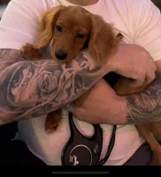 Bruno, a male Cavapoo for sale in Coppell, TX – Photo 2 of 5