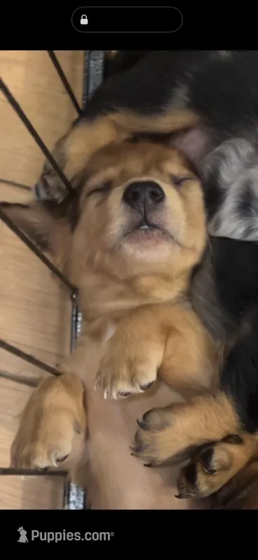 Duke  – Dachshund puppy for sale in Delta, CO
