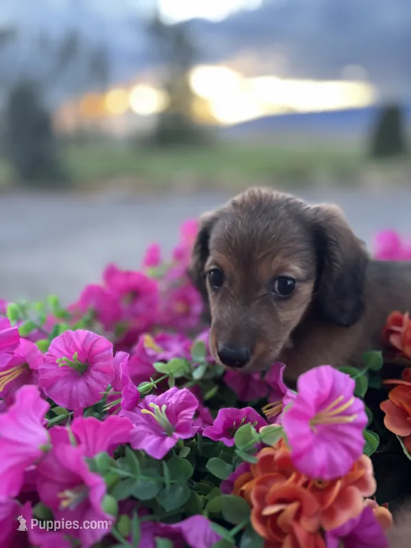 Ellie – Dachshund puppy for sale in Delta, CO
