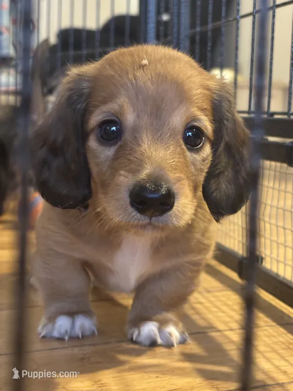 Tiger  – Dachshund puppy for sale in Delta, CO
