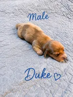 Duke , a male Dachshund for sale in Delta, CO – 1 of 1