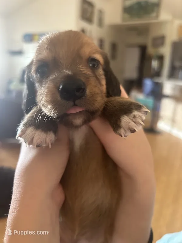 Tiger  – Dachshund puppy for sale in Delta, CO