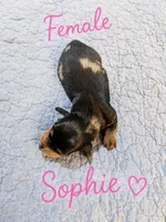 Sophia , a female Dachshund for sale in Delta, CO – 1 of 2