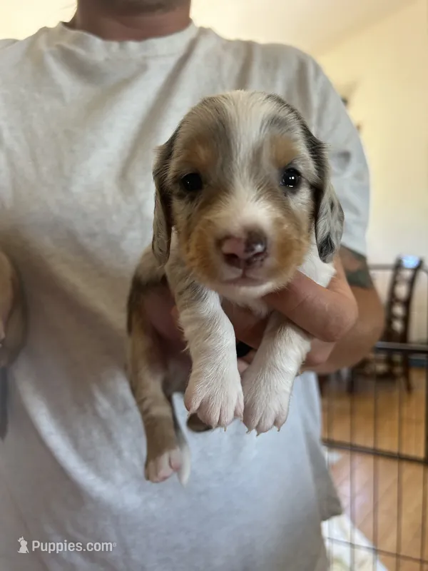 Spots  – Dachshund puppy for sale in Delta, CO