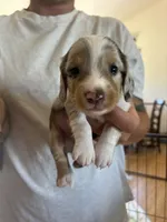 Spots , a male Dachshund for sale in Delta, CO – 2 of 3