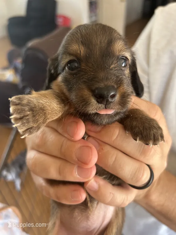Ellie – Dachshund puppy for sale in Delta, CO