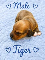 Tiger , a male Dachshund for sale in Delta, CO – 2 of 3