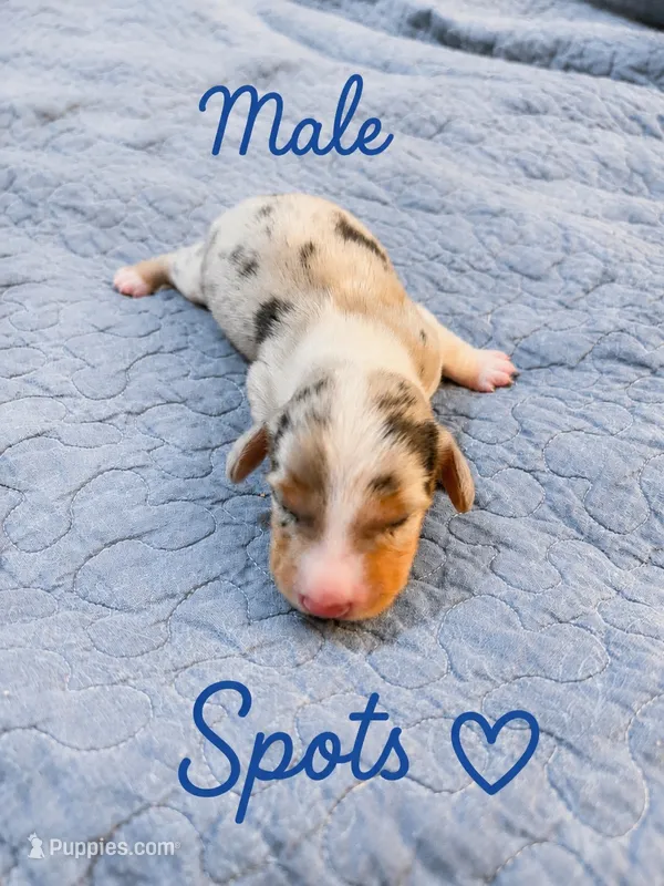 Spots  – Dachshund puppy for sale in Delta, CO