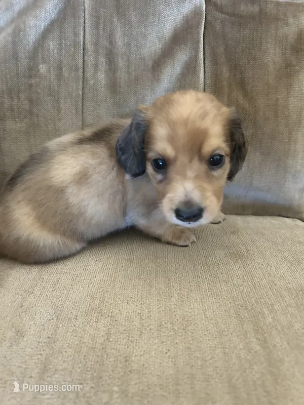 Duke  – Dachshund puppy for sale in Delta, CO