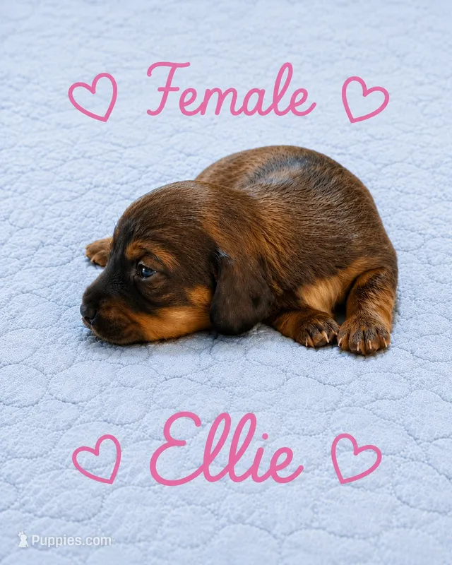 Ellie – Dachshund puppy for sale in Delta, CO