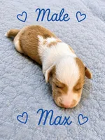 Max, a male Dachshund for sale in Delta, CO – 2 of 4